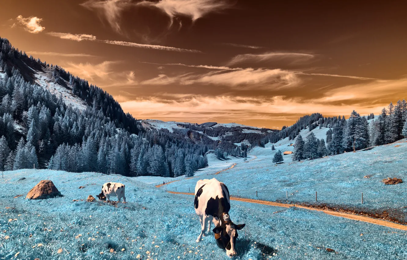 Photo wallpaper forest, mountains, treatment, cows, pasture