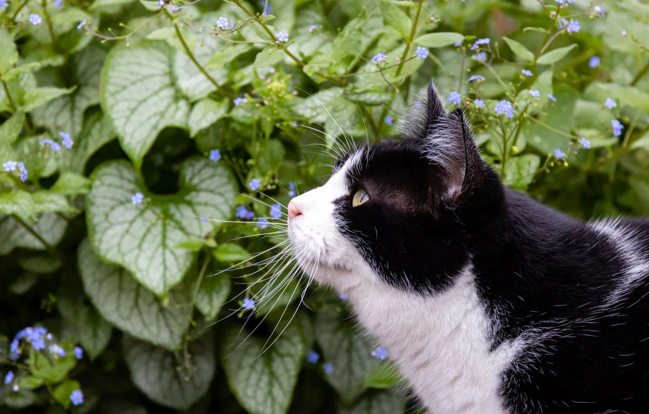 Photo wallpaper cat, cat, look, nature, pose, face