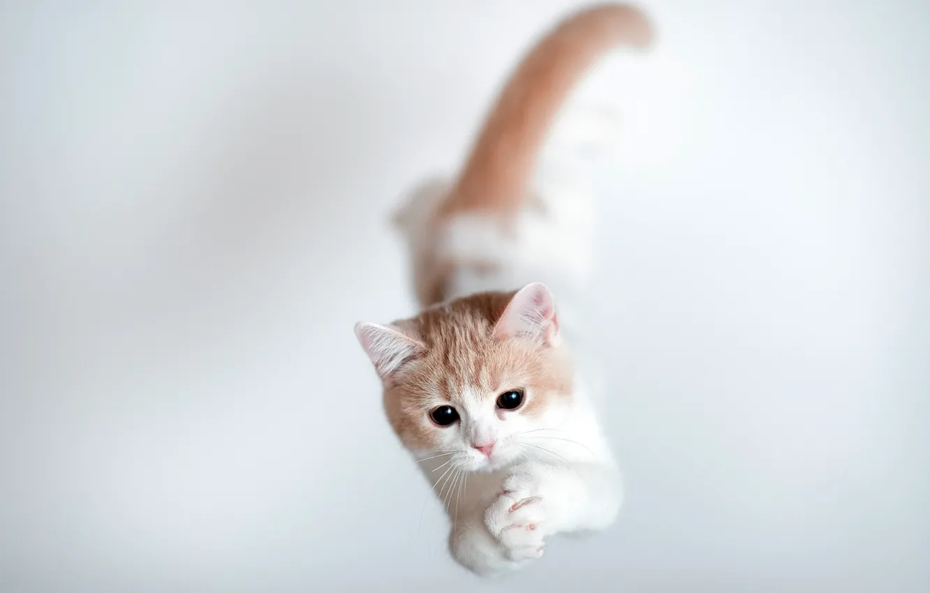 Photo wallpaper cat, jump, torode