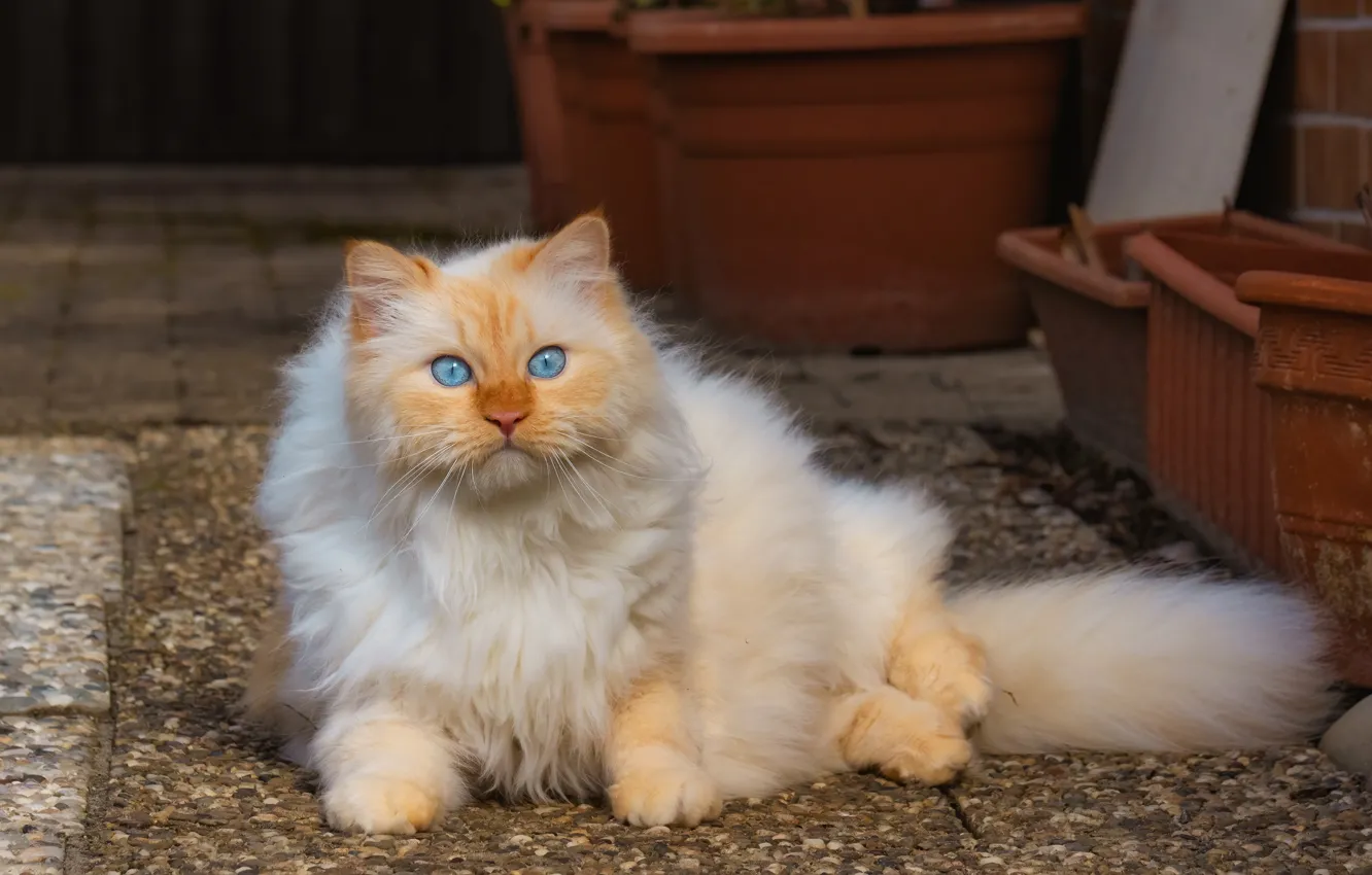 Photo wallpaper cat, cat, face, fluffy, blue eyes, kitty, meow, light wool