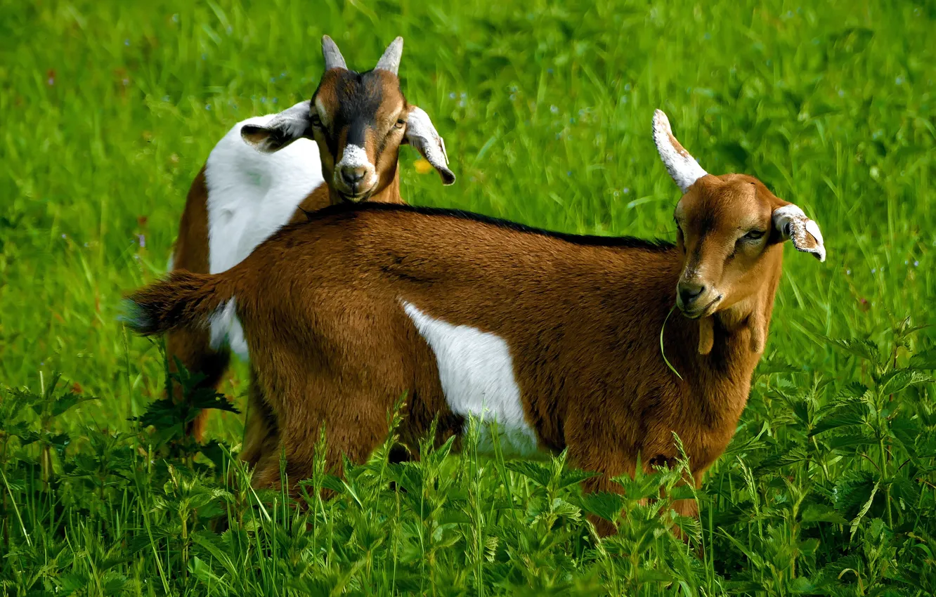 Photo wallpaper a couple, two, greens, field, green background, color, nature, goat