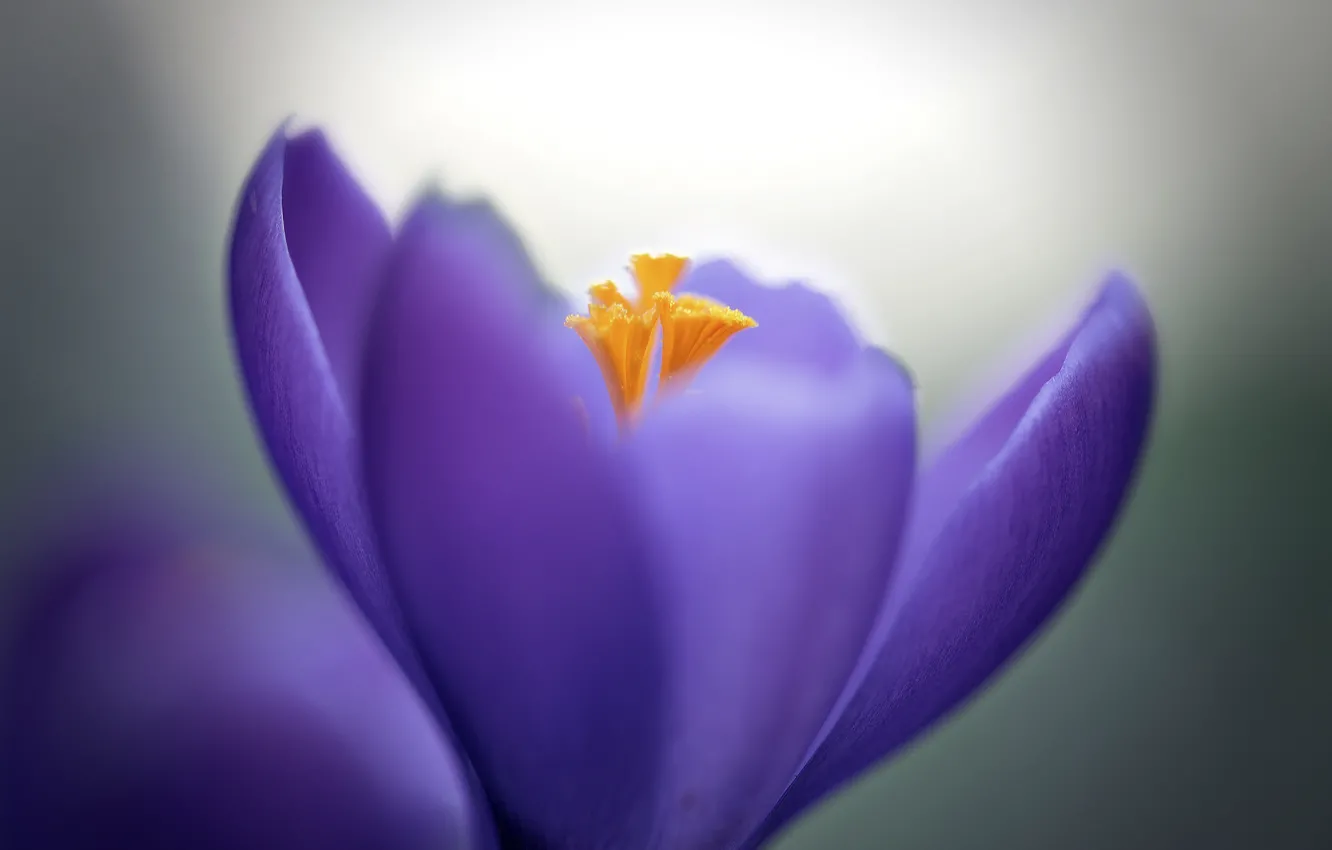 Photo wallpaper macro, flowers, petals, crocuses, lilac