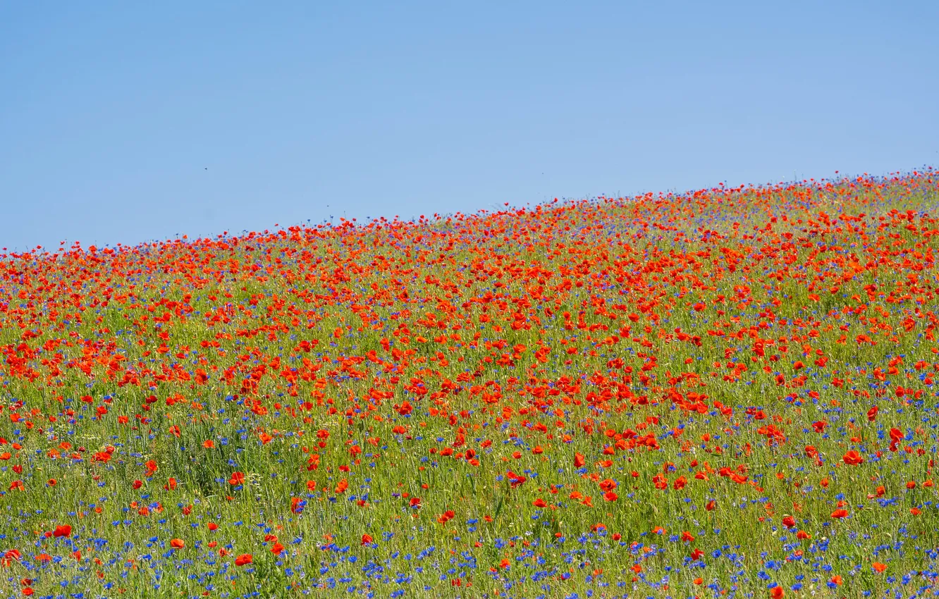 Photo wallpaper field, summer, landscape, flowers, red, nature, Maki, meadow