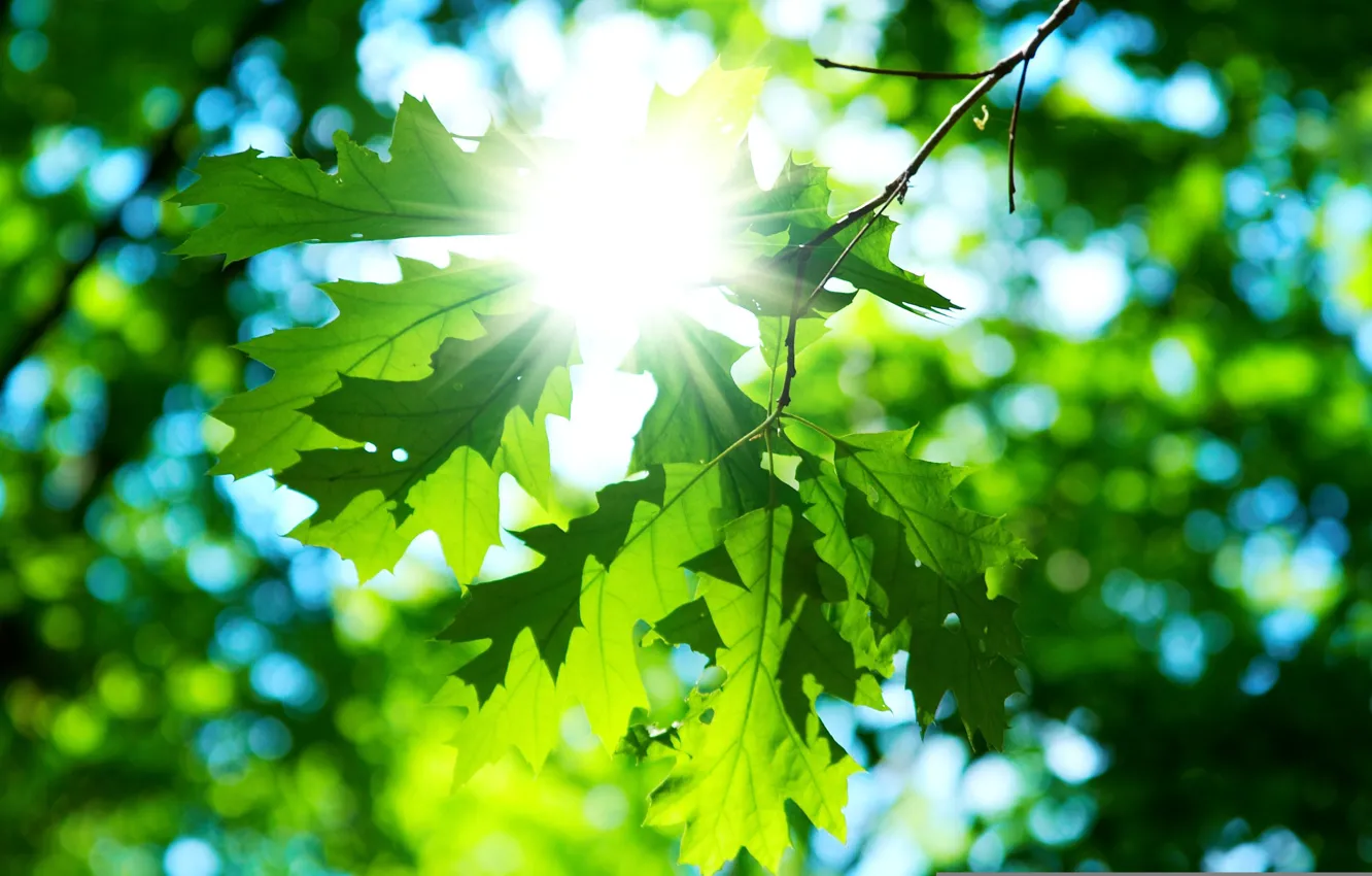 Photo wallpaper the sun, macro, green, background, Wallpaper, day, leaf, wallpaper