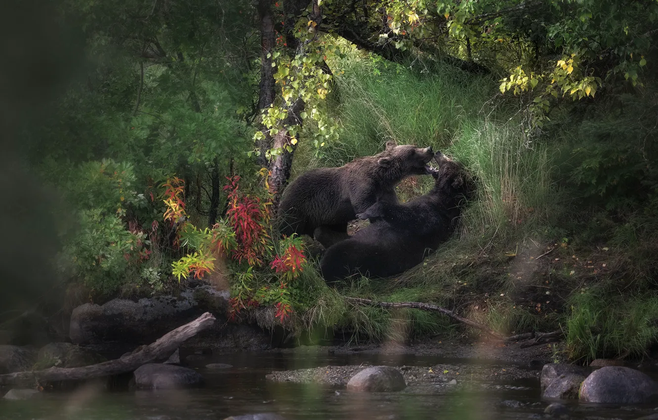 Photo wallpaper forest, leaves, pose, stones, thickets, shore, the game, bears