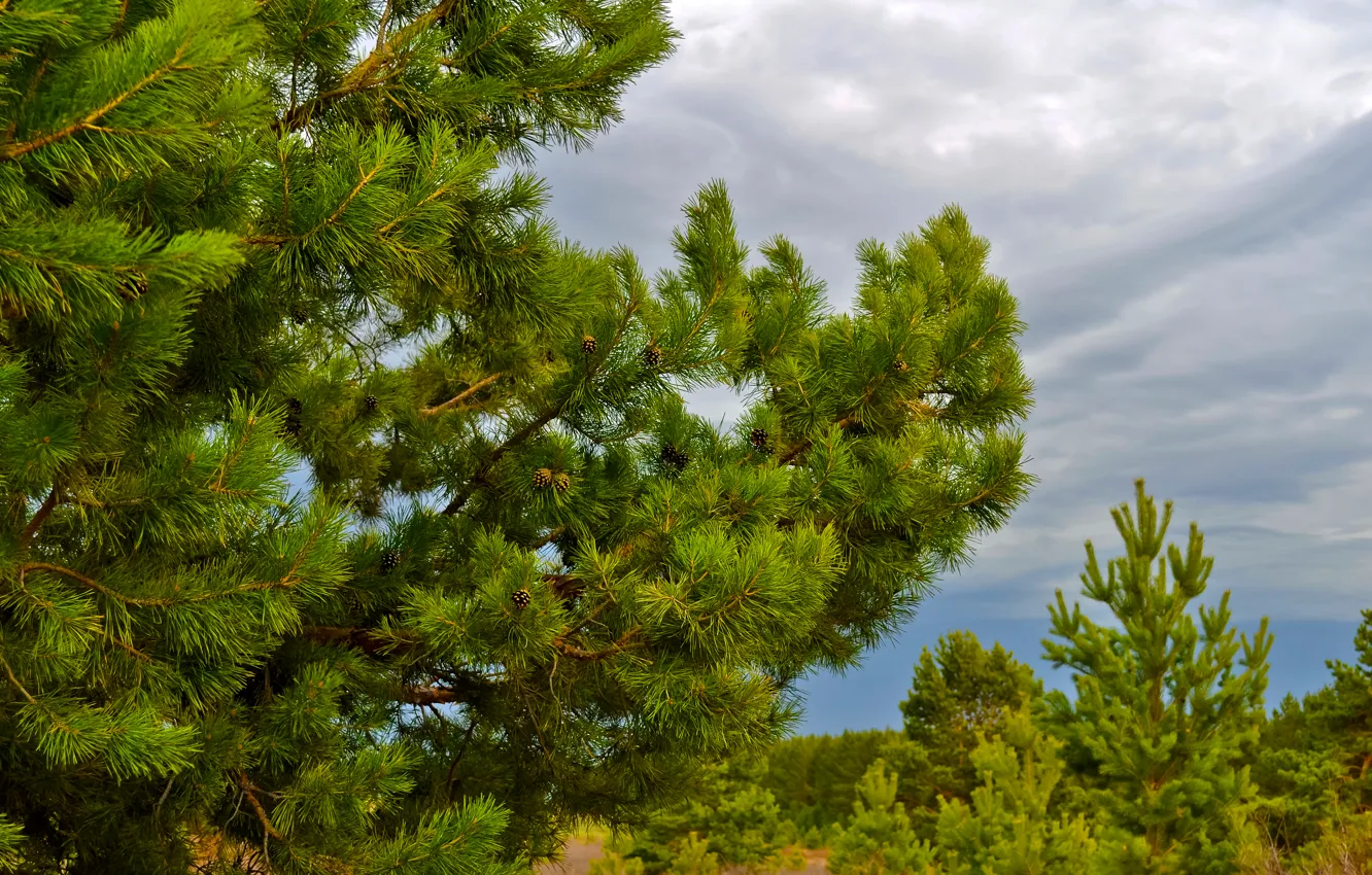 Photo wallpaper forest, the sky, clouds, bumps, pine