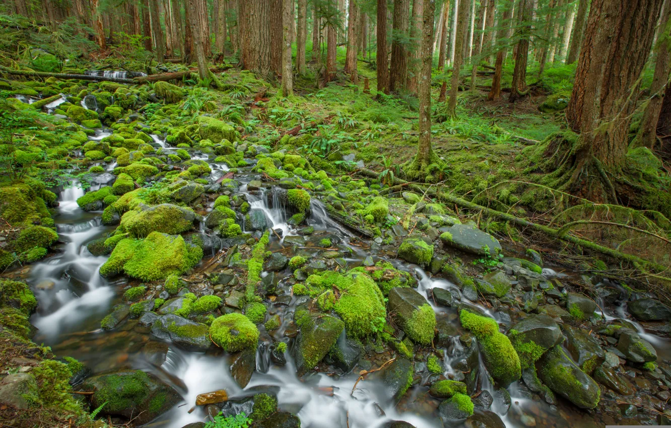 Photo wallpaper forest, trees, stream, stones, moss, Olympic National Park