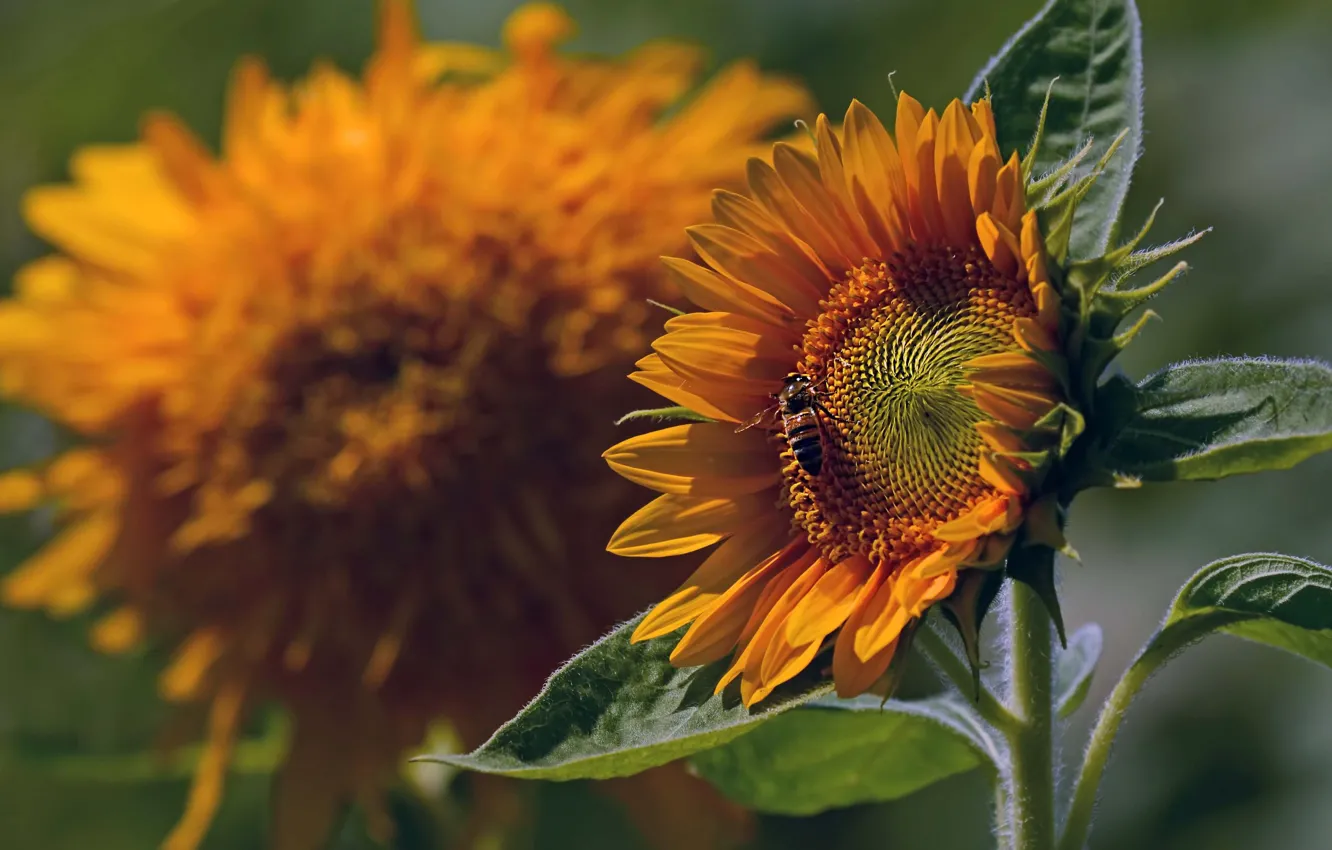 Photo wallpaper summer, macro, sunflowers, flowers, yellow, bee, petals, insect