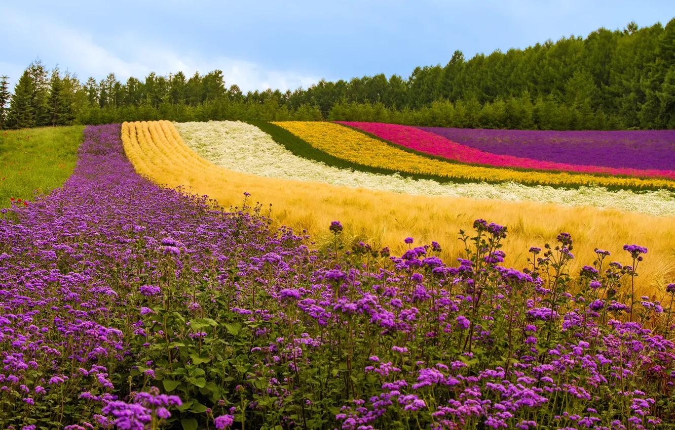 Photo wallpaper field, trees, flowers, Maki, plants, Japan, hill, lavender