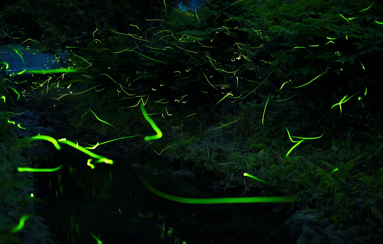Photo wallpaper night, nature, fireflies, the evening, the regard