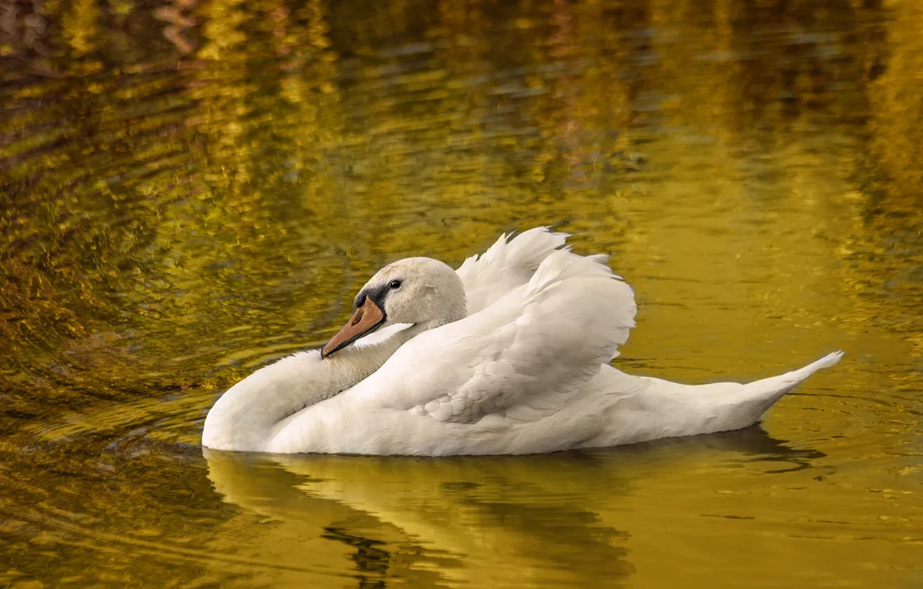 Photo wallpaper white, water, reflection, bird, ruffle, Swan, pond, swimming