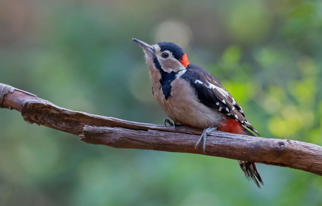 Photo wallpaper nature, bird, branch, woodpecker, bokeh