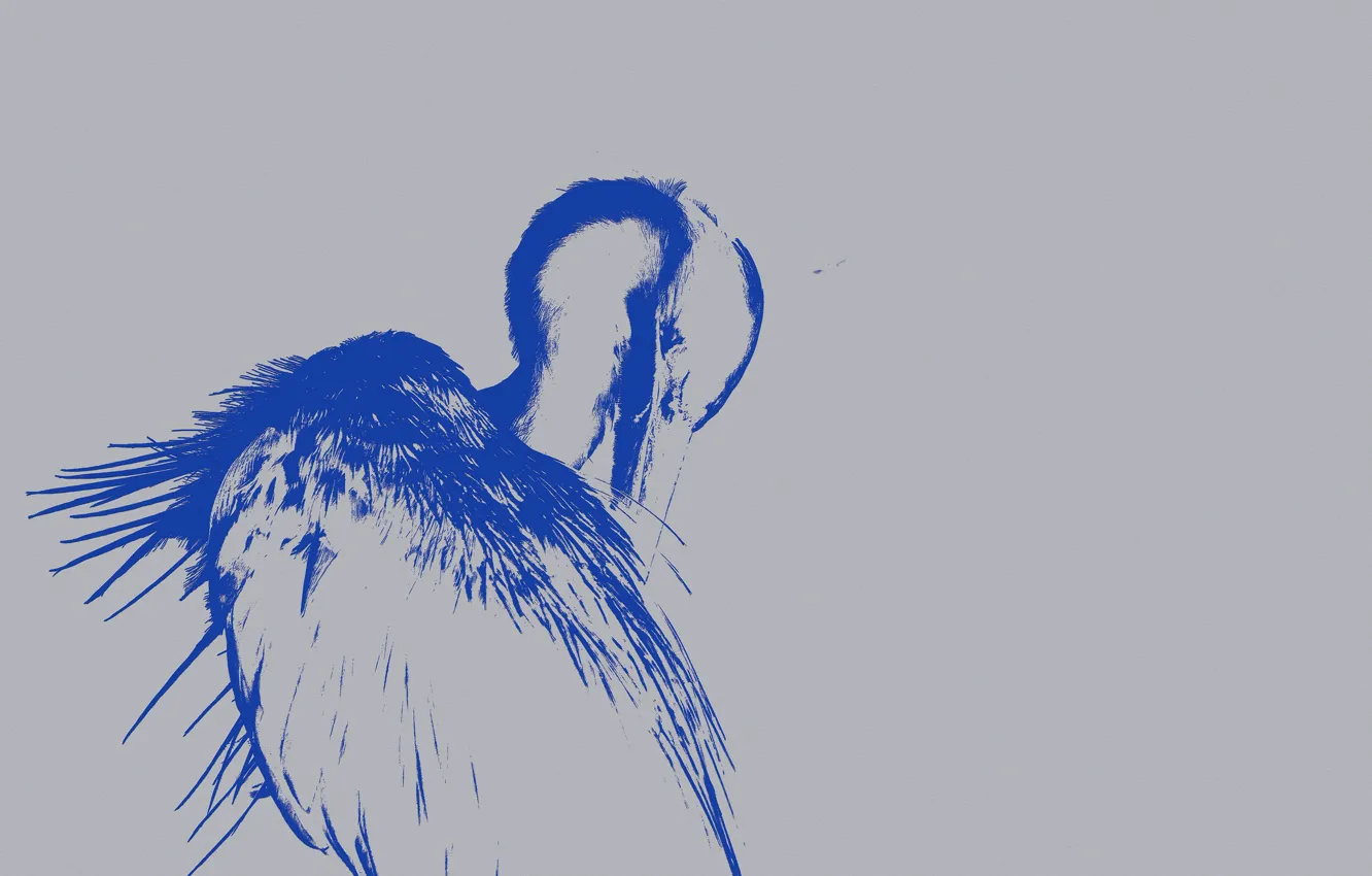 Photo wallpaper bird, wings, contour, beak