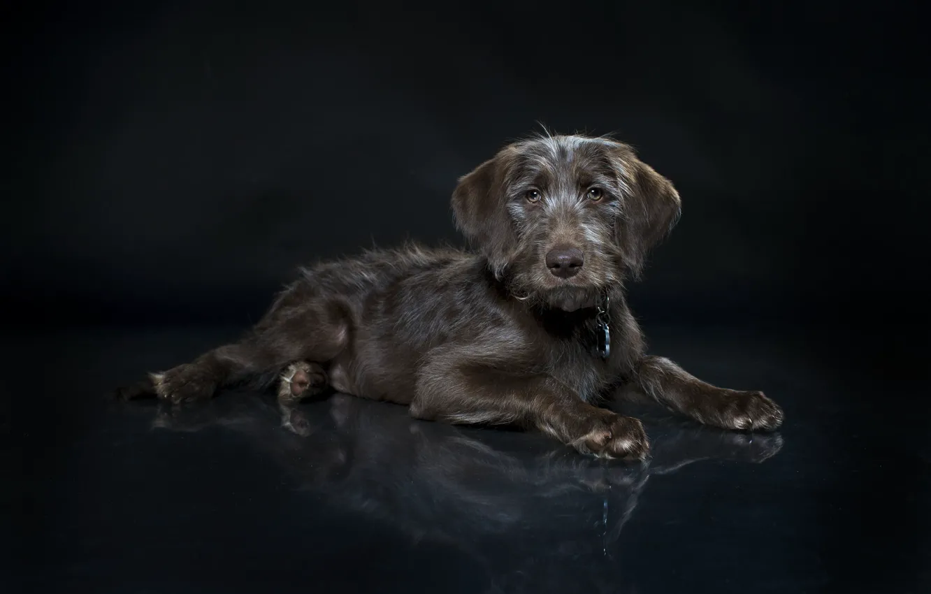 Photo wallpaper background, each, dog