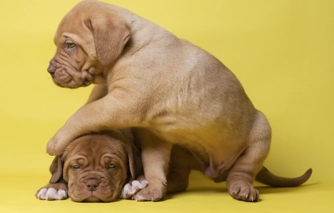 Photo wallpaper look, pose, background, the game, dog, baby, puppy, face