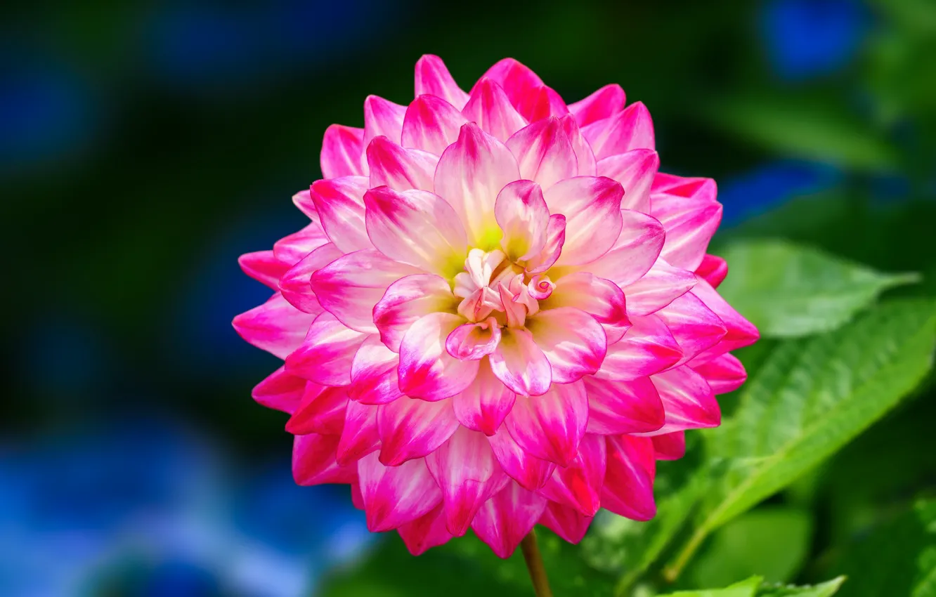 Photo wallpaper leaves, macro, flowers, bright, pink, dahlias