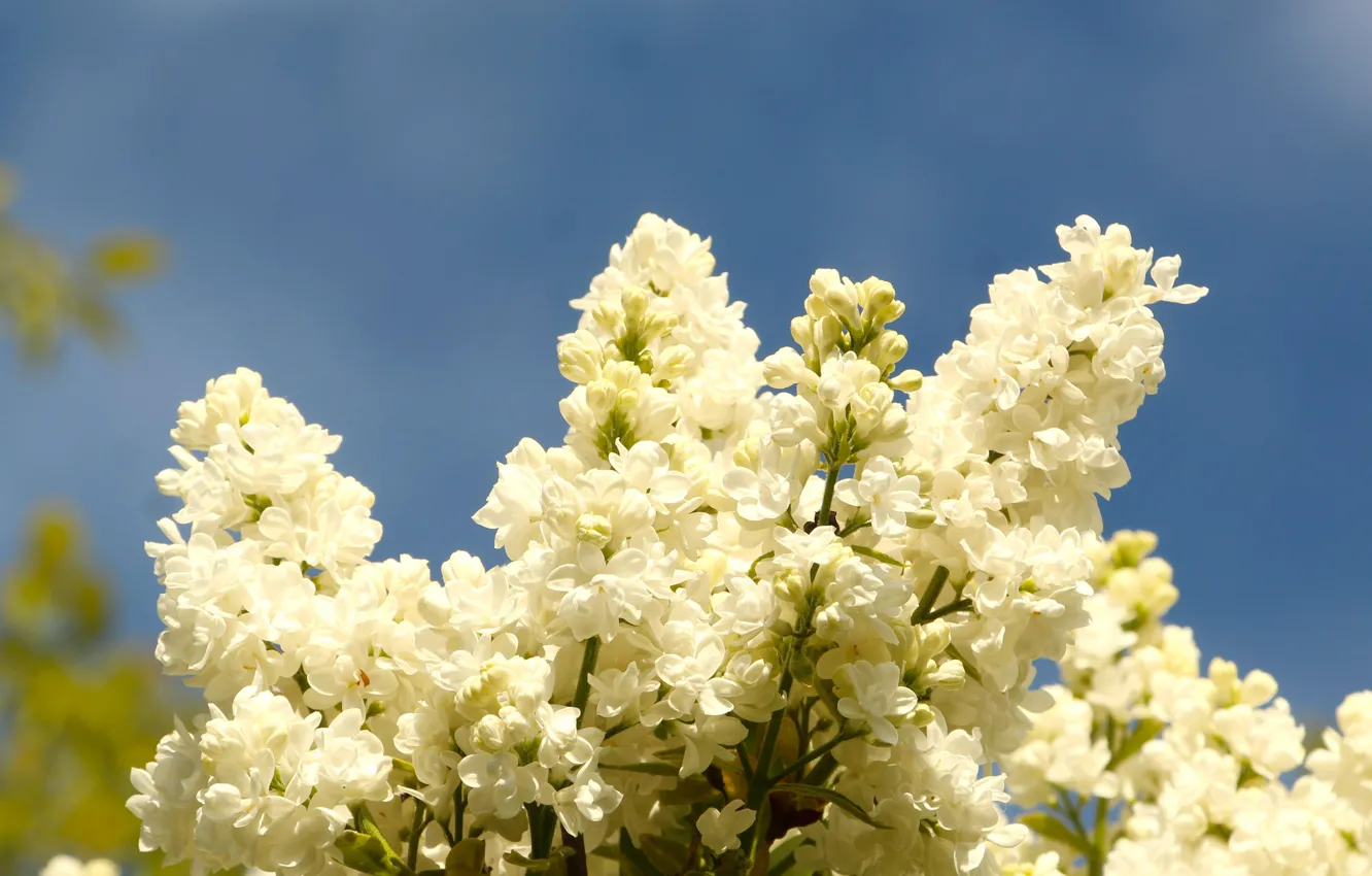 Photo wallpaper the sky, light, flowers, branches, blue, background, spring, white