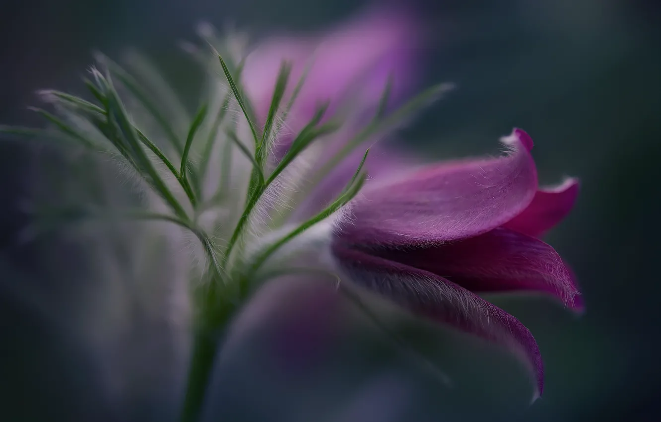 Photo wallpaper flowers, nature, spring, sleep-grass