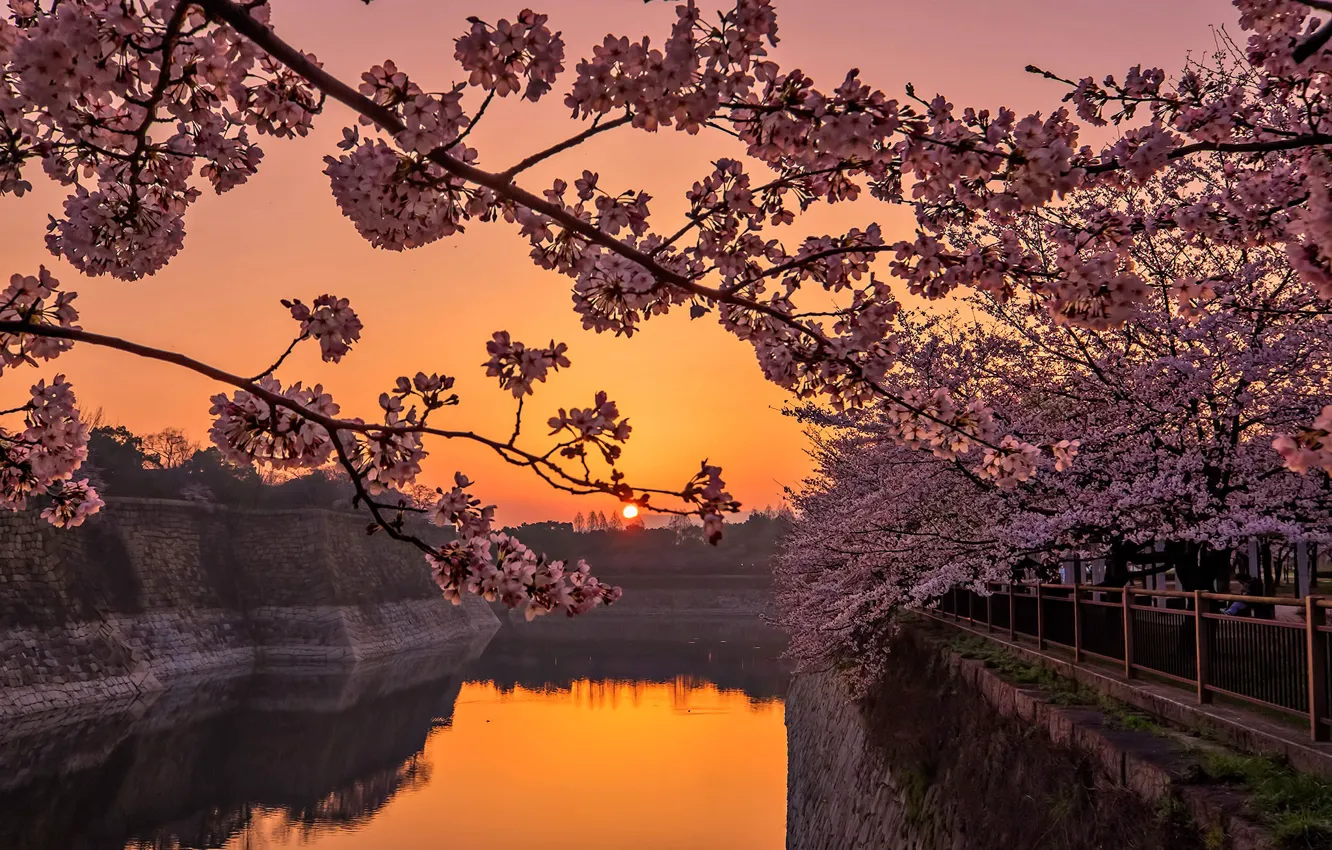 Photo wallpaper sunset, spring, Japan, Sakura