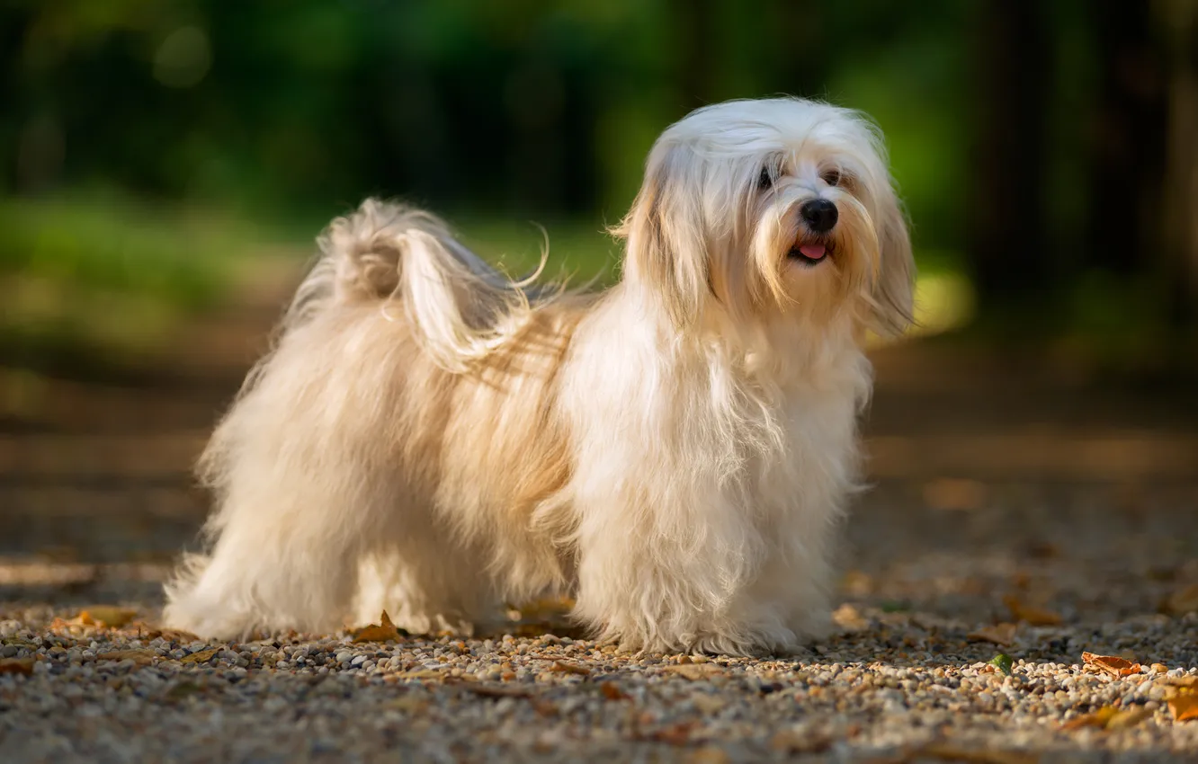 Photo wallpaper animals, dog, shaggy, havanese