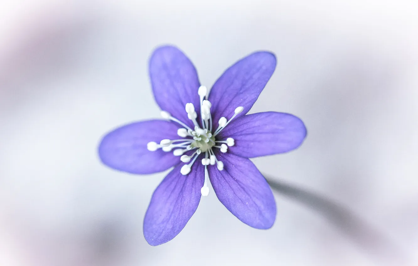 Photo wallpaper flowers, petals, stem, stamens