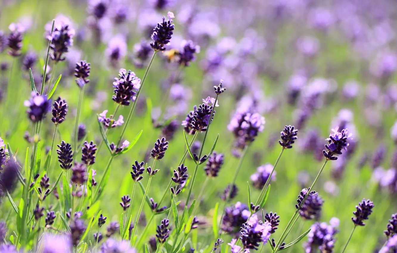 Photo wallpaper field, flowers, photo, bokeh