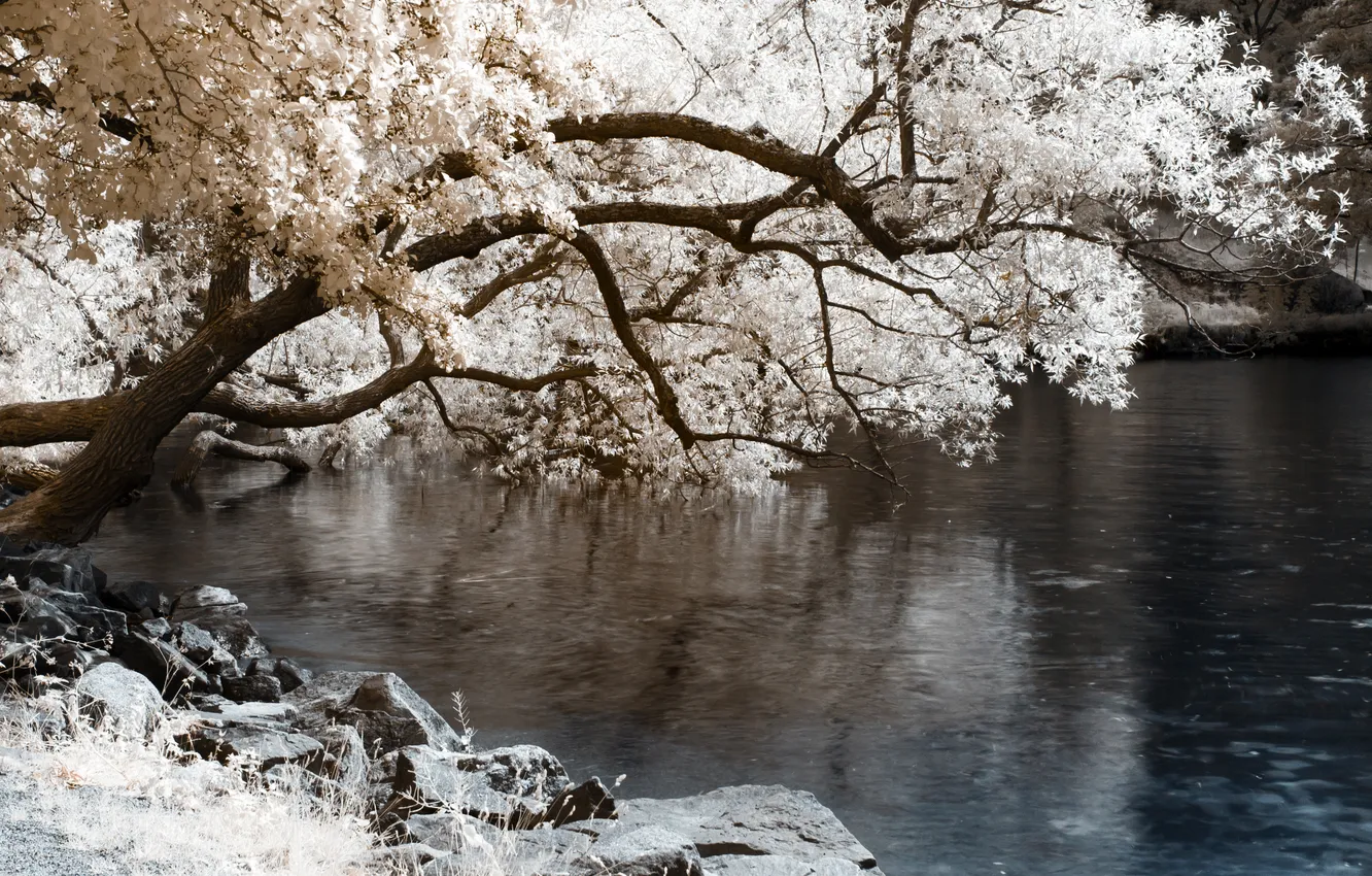 Photo wallpaper trees, river, stones, flowering