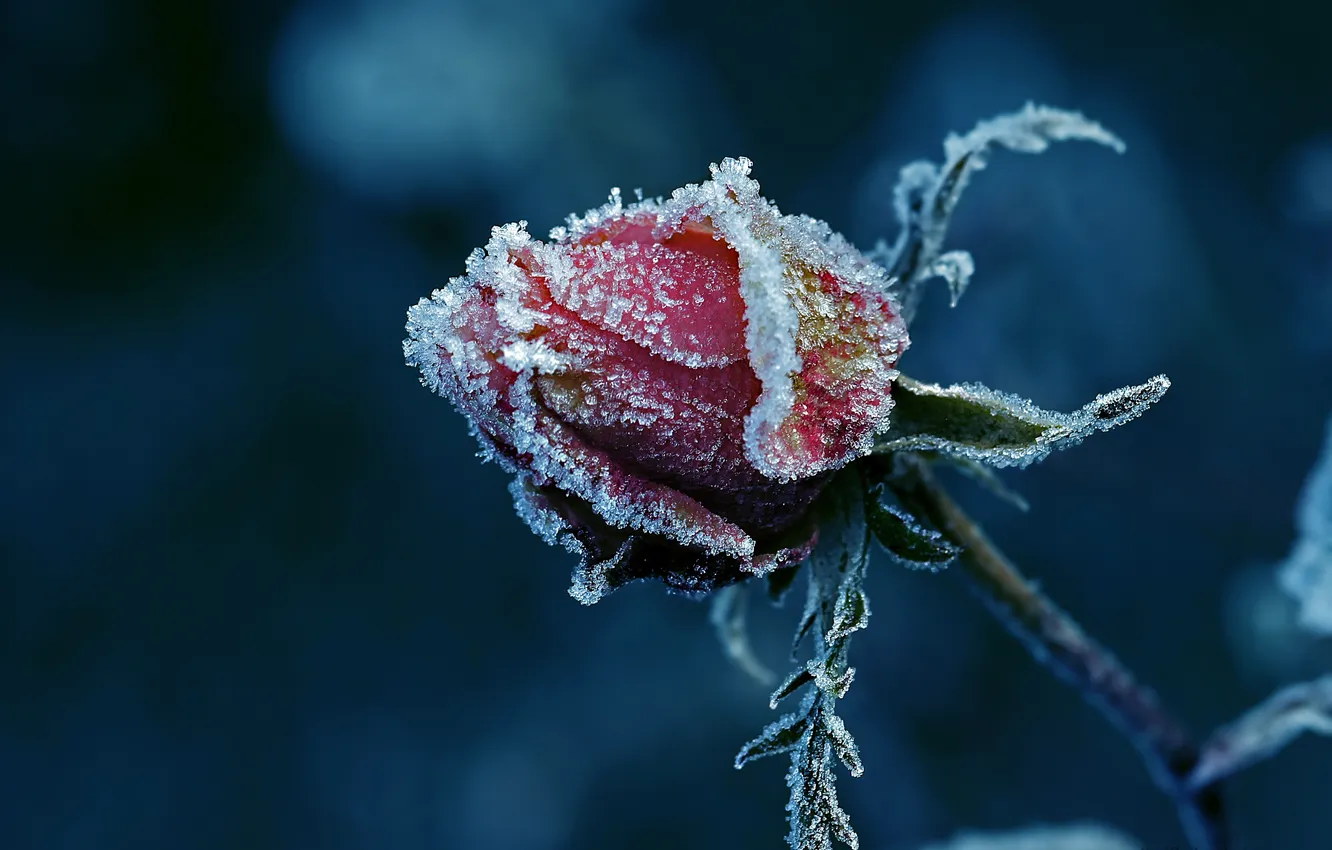 Photo wallpaper frost, roses, buds, littl3fairy, so cold