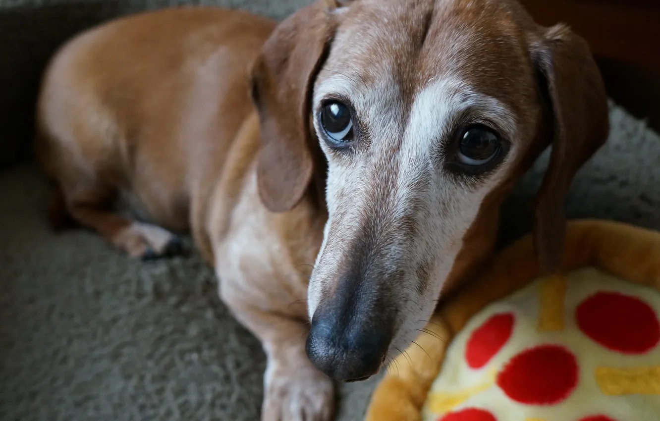 Photo wallpaper look, each, dog