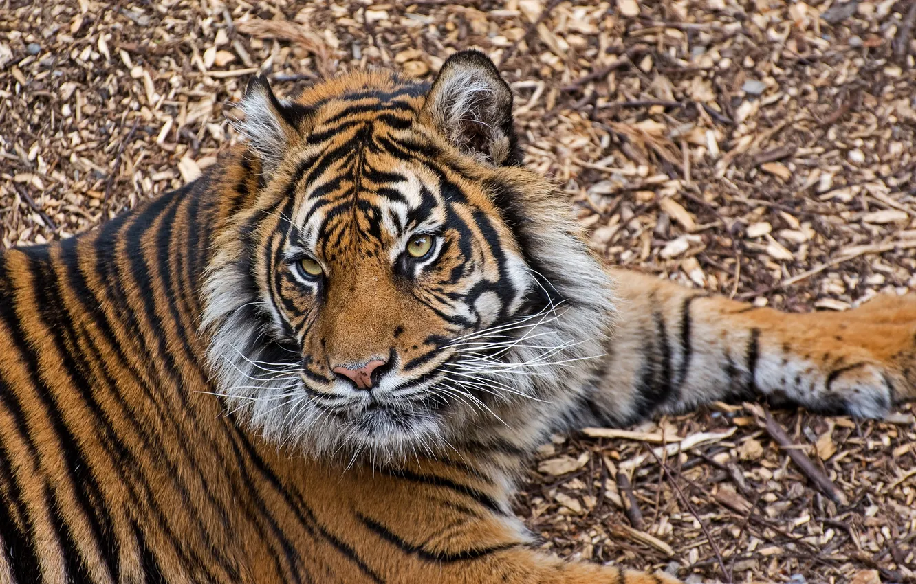 Photo wallpaper face, strips, tiger, stay, predator, paws, lies, wild cat
