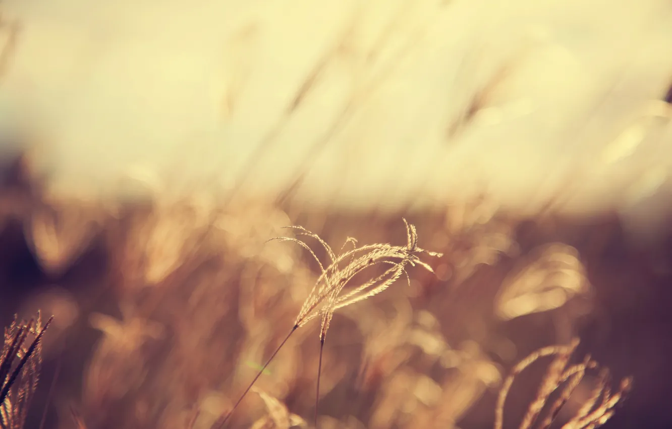 Photo wallpaper field, spikelets, bokeh