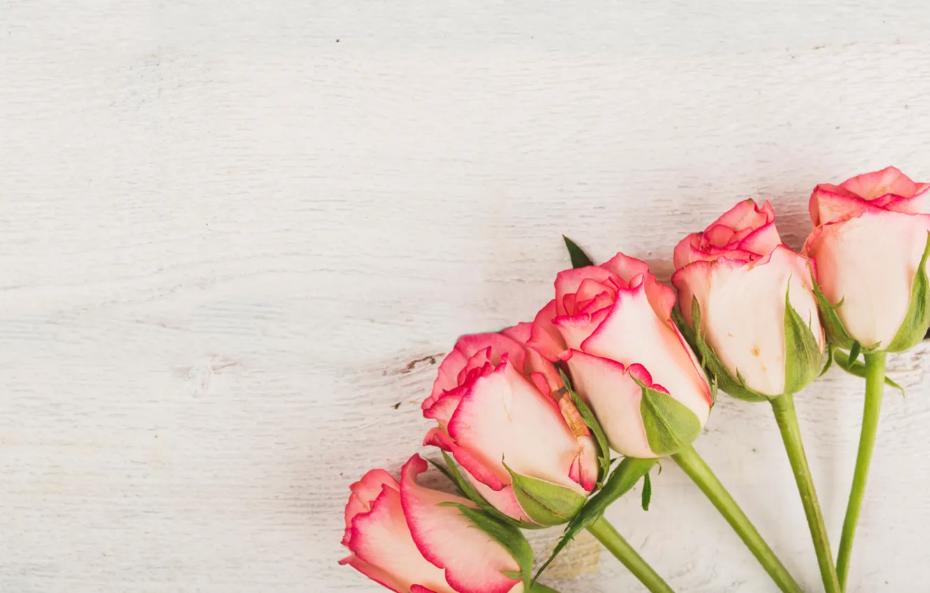 Photo wallpaper flowers, roses, pink, buds, fresh, wood, pink, flowers