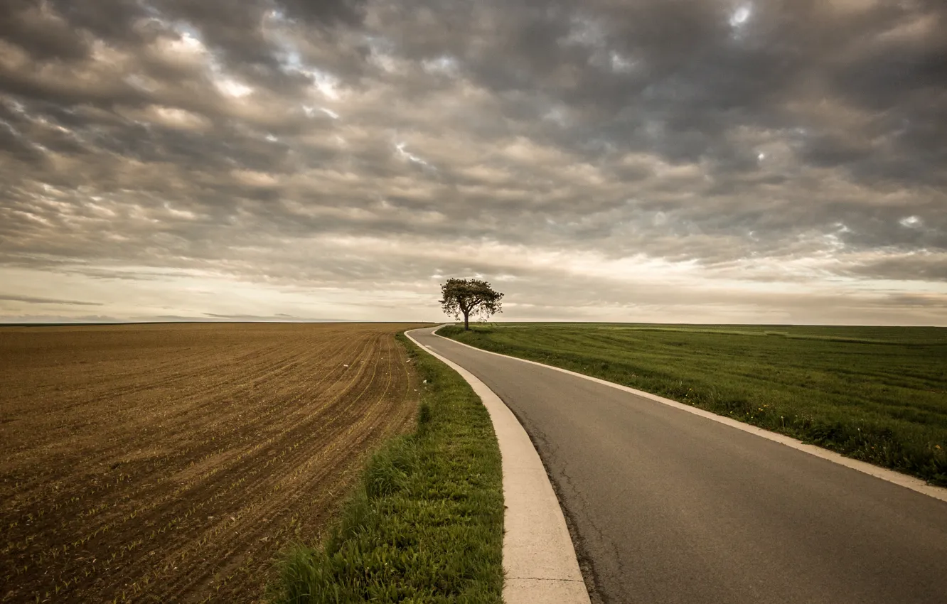 Photo wallpaper road, field, tree, storm, gray clouds