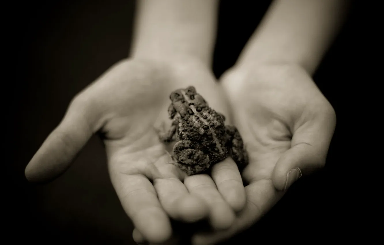 Photo wallpaper grey, hands, image, Frog