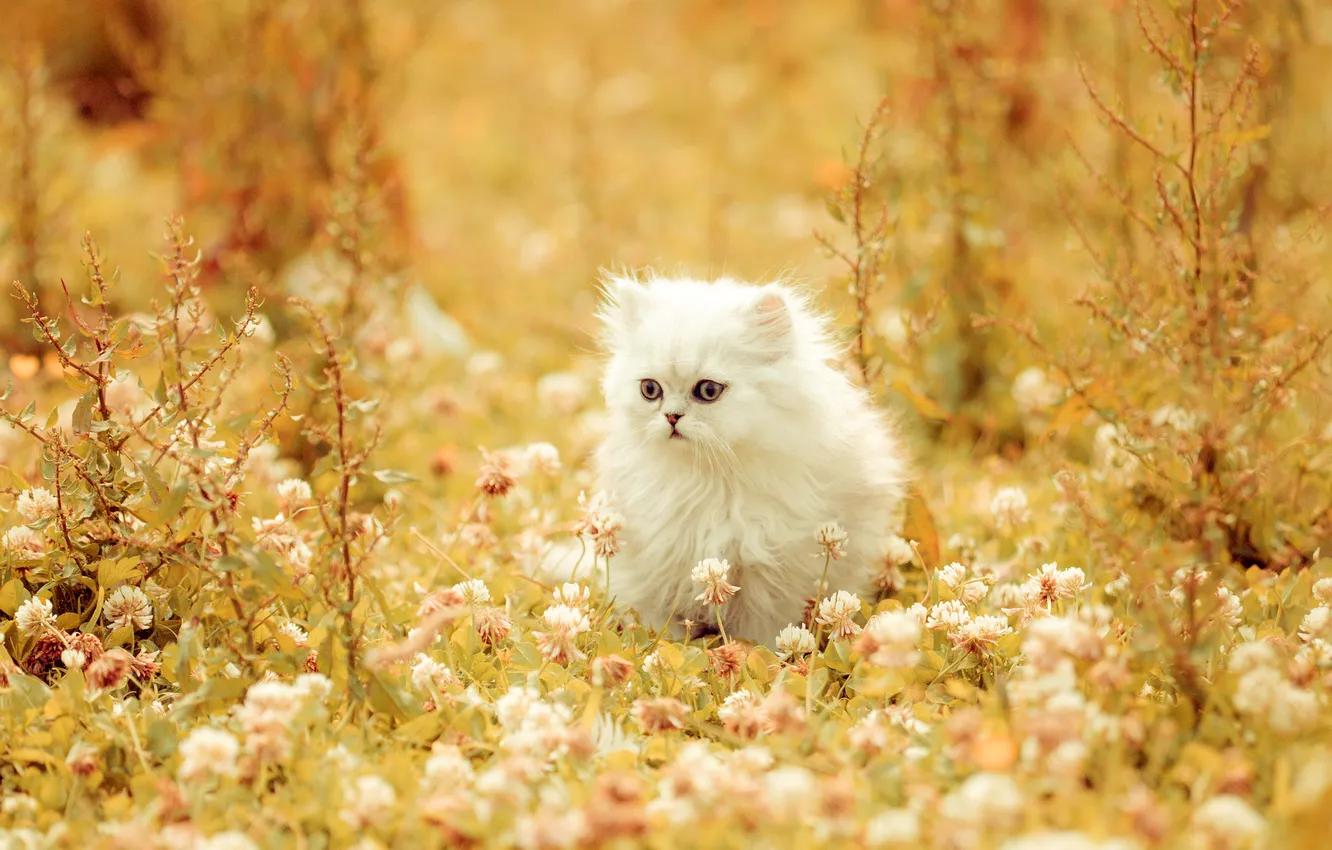 Photo wallpaper cat, look, pose, kitty, face