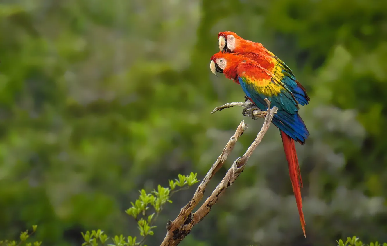 Photo wallpaper birds, parrots, a couple, Red macaw