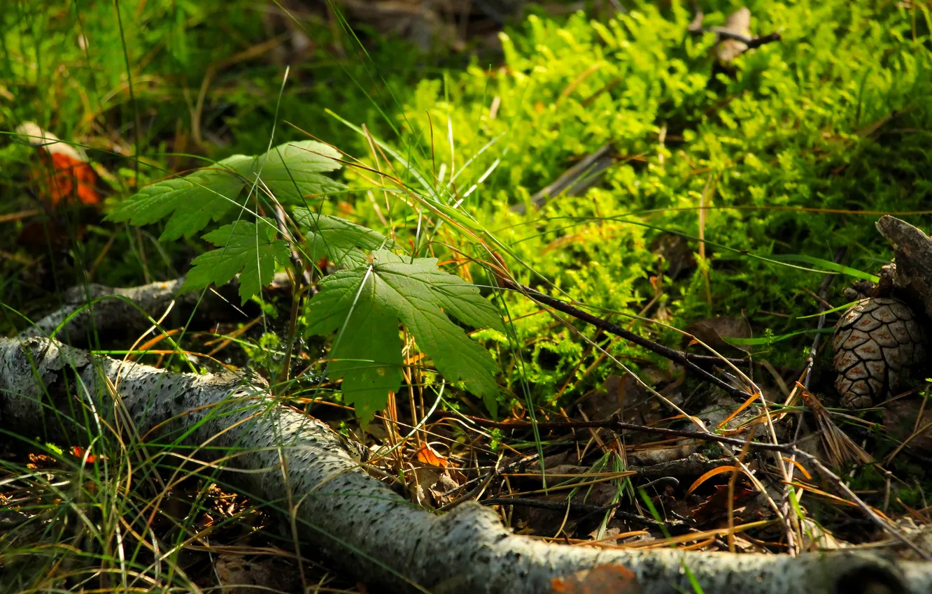 Photo wallpaper forest, leaf, plant, twig