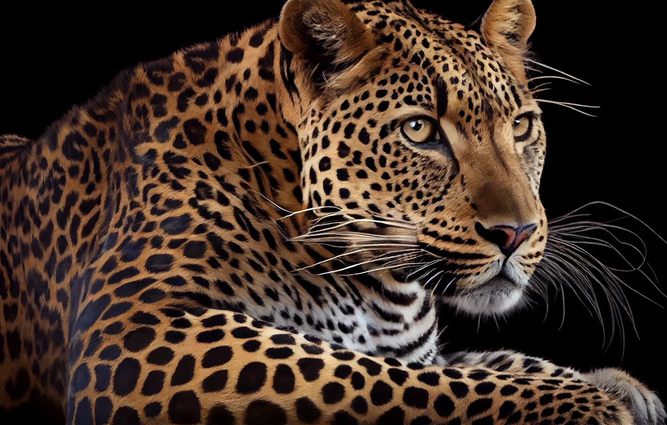 Photo wallpaper mustache, look, predator, leopard, black background, big cat, spotted, digital art