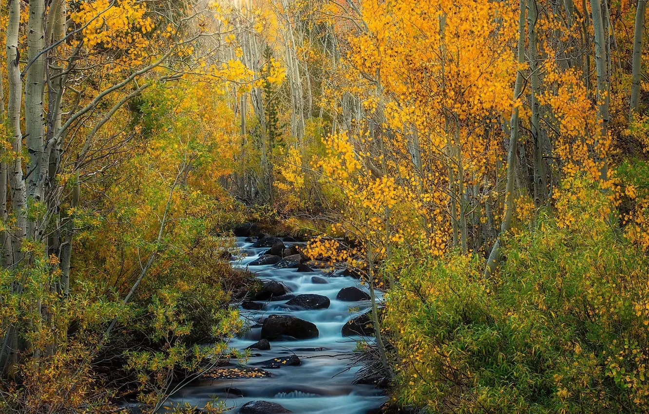 Photo wallpaper trees, autumn, forest, stream, stones, yellow