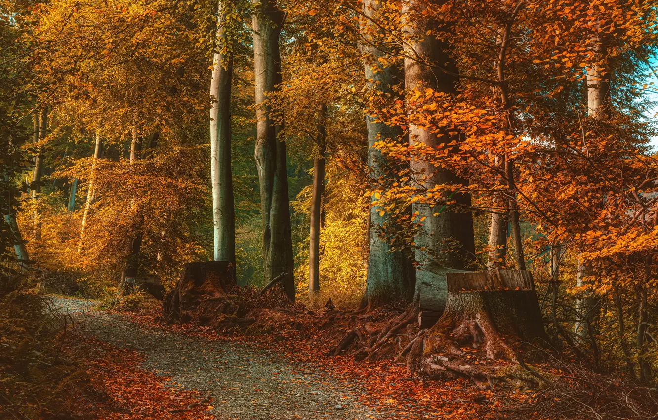 Photo wallpaper autumn, forest, trees, branches, Park, foliage, stump, trunk