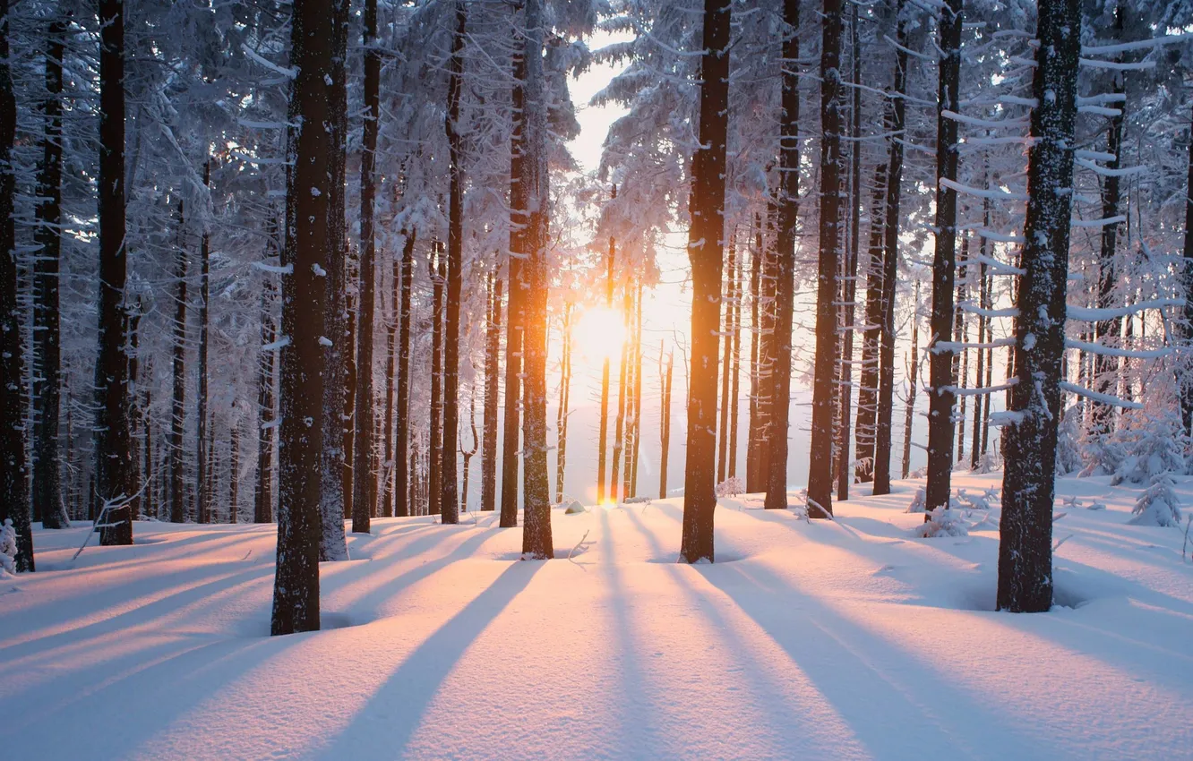 Photo wallpaper winter, forest, snow, trees, sunset, horizon, the snow, glow
