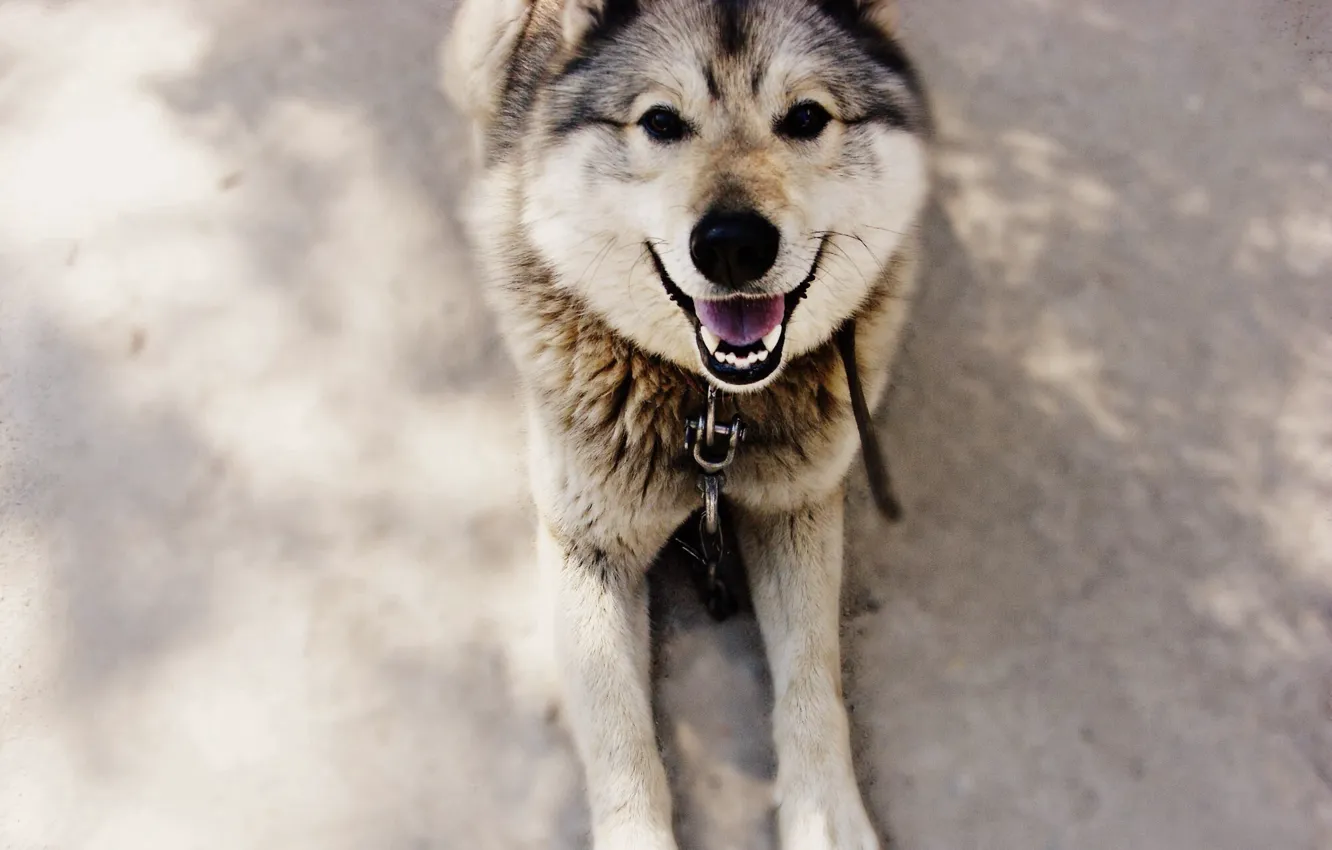 Photo wallpaper dog, love, Nord