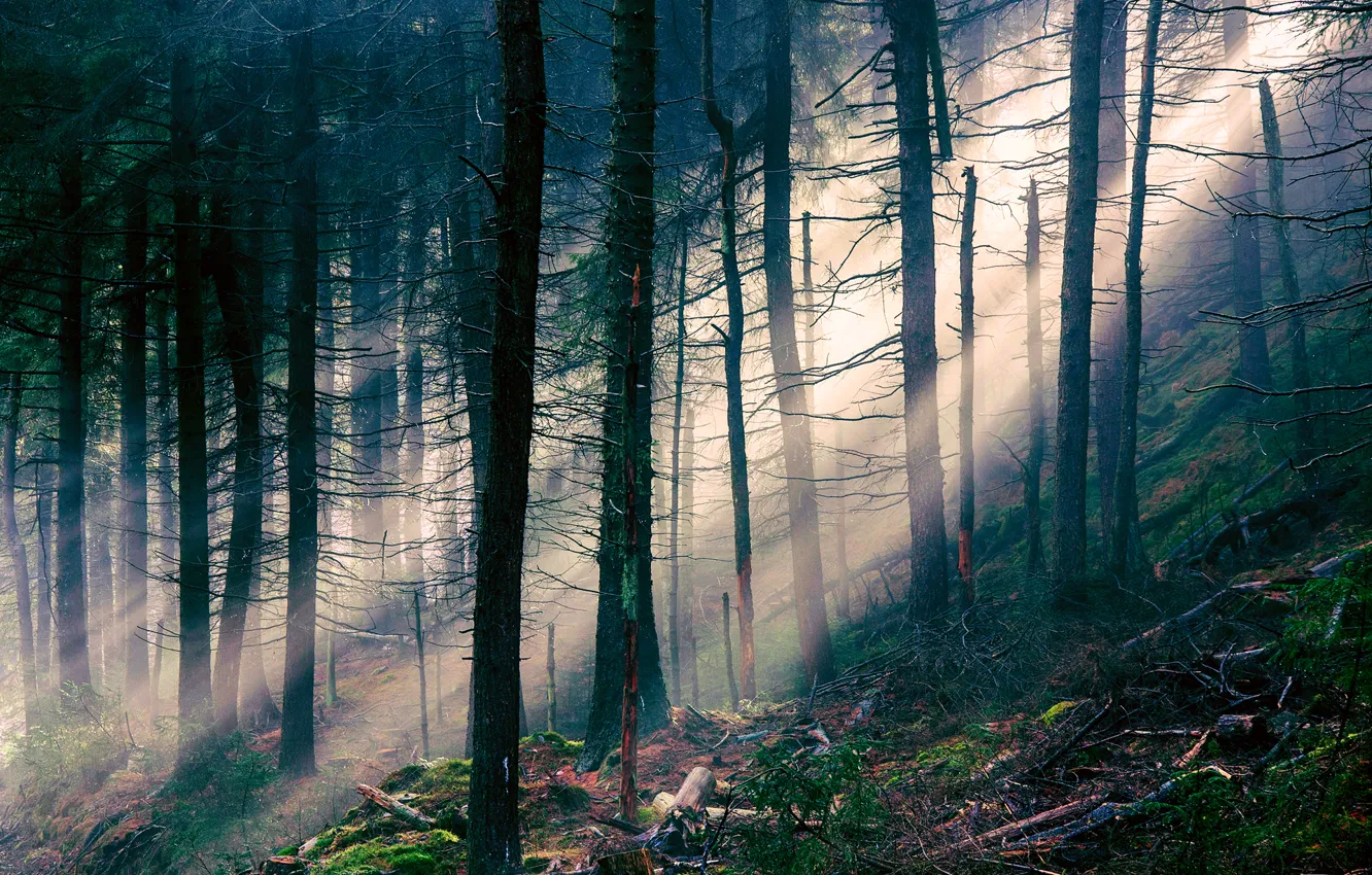 Photo wallpaper forest, rays, light, trees, nature