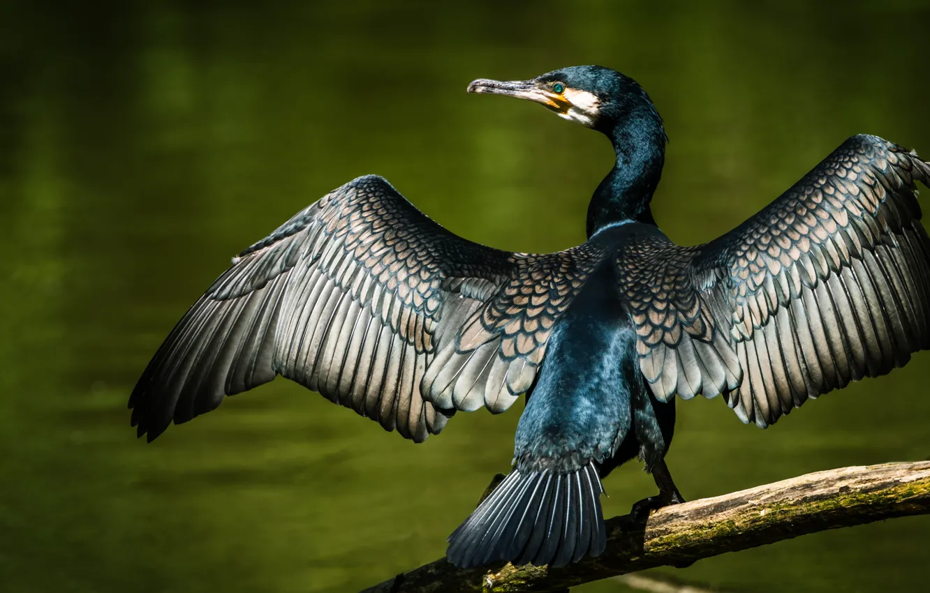 Photo wallpaper bird, cormorants, wingspan