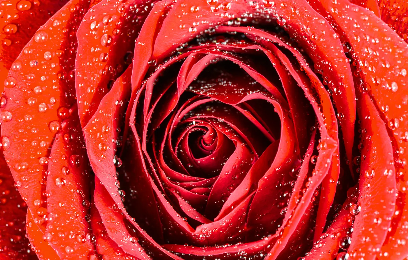 Photo wallpaper drops, macro, roses, buds