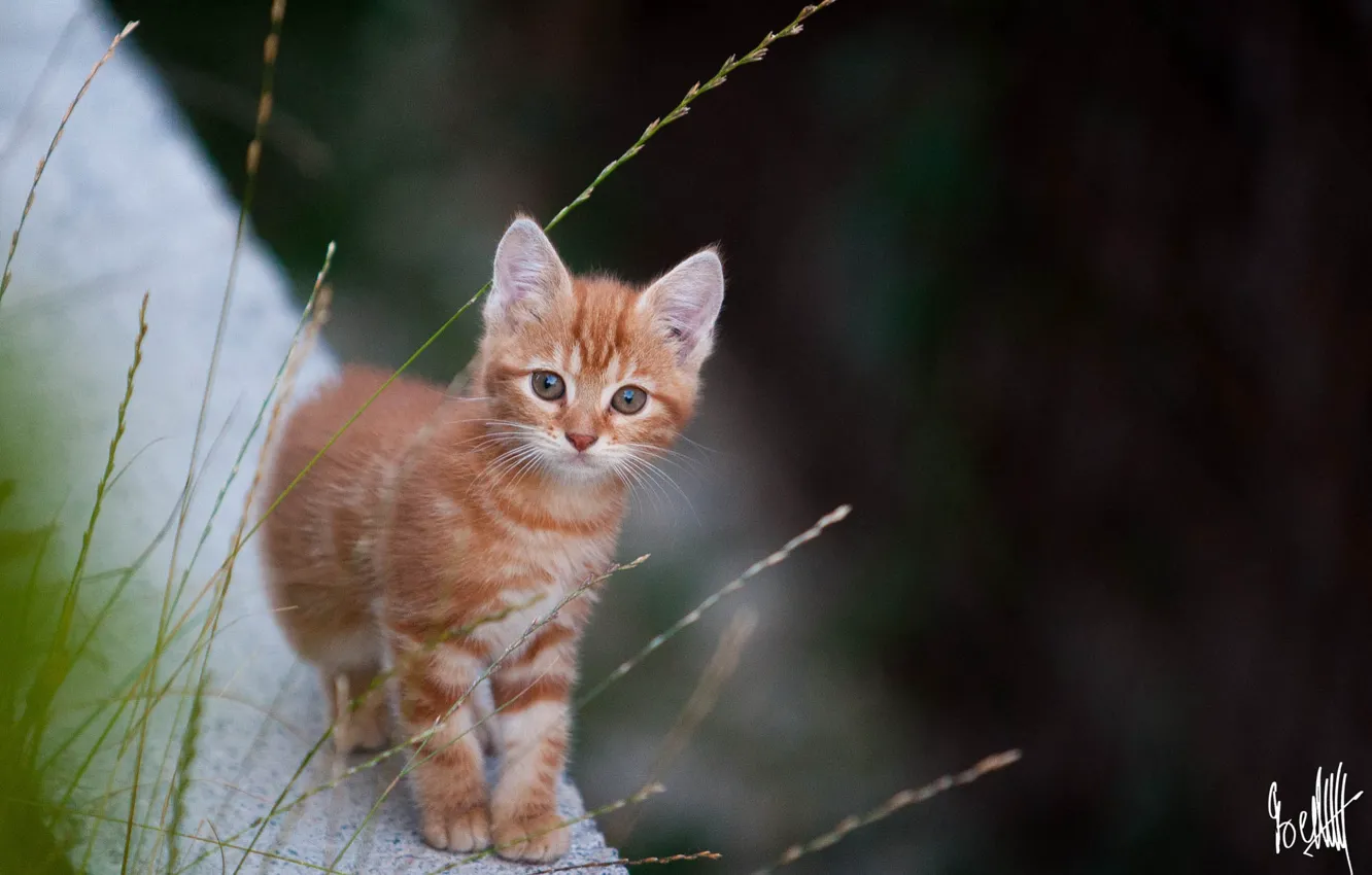 Photo wallpaper looks, ginger kitten, the camera