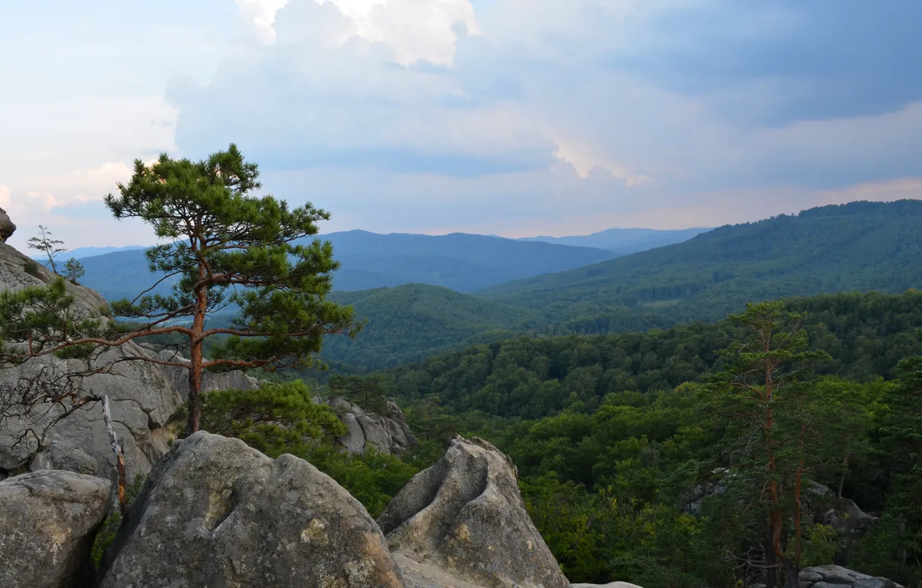 Photo wallpaper forest, trees, mountains, clouds, Rocks, pine