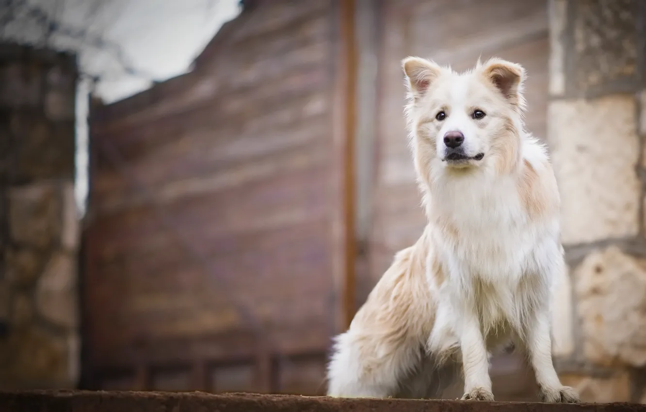 Photo wallpaper look, each, dog