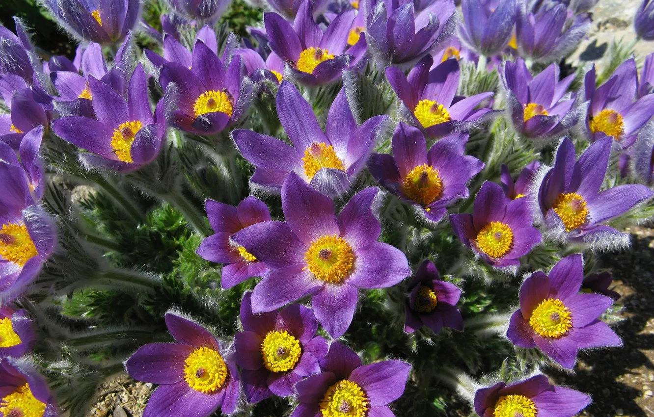 Photo wallpaper purple, flowers, bouquet, spring, petals, villi, sleep-grass