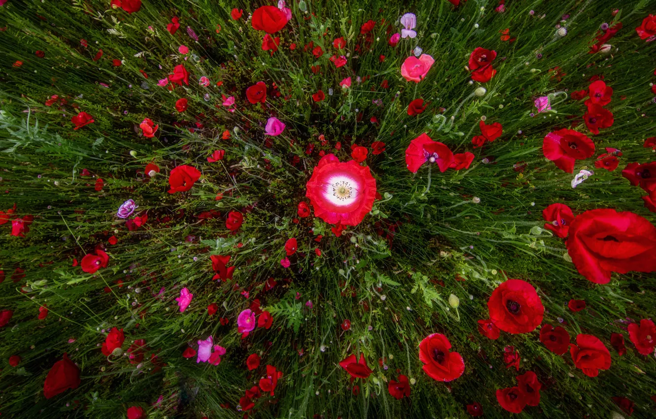 Photo wallpaper flowers, Maki, red, view, poppy field